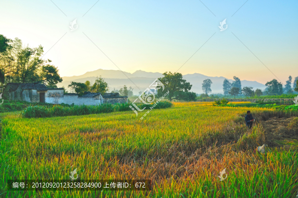 盧村稻田