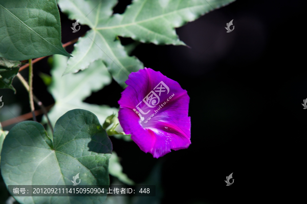 牽牛花