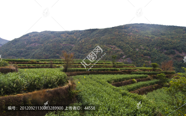 茶葉