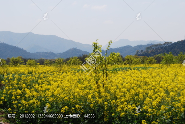 油菜花