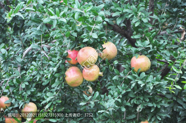 石榴