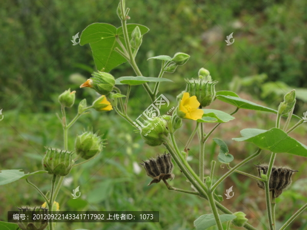 蔴開花,蔴籽