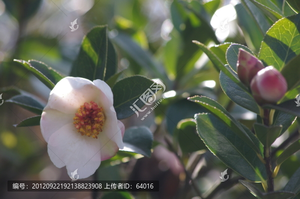 山茶花