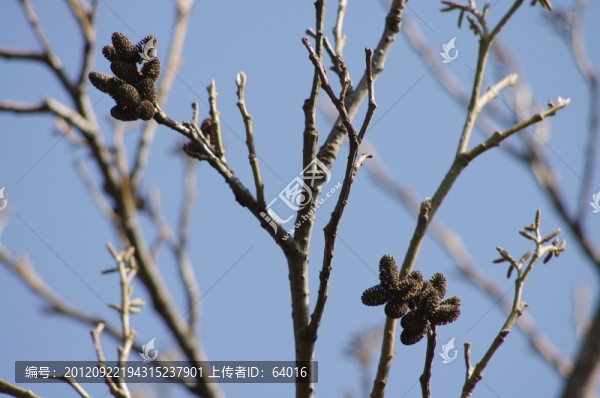 樹枝