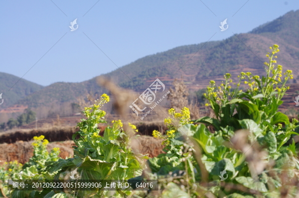 油菜花