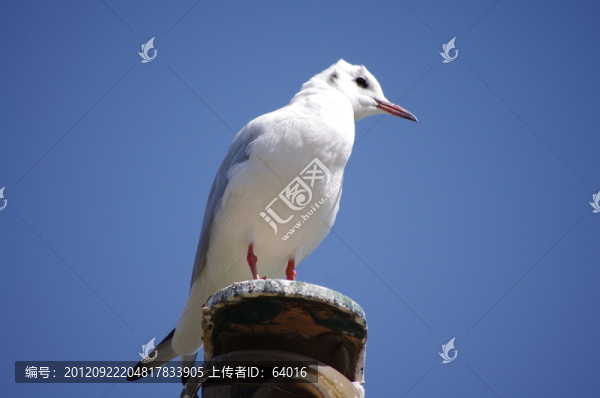 海鷗