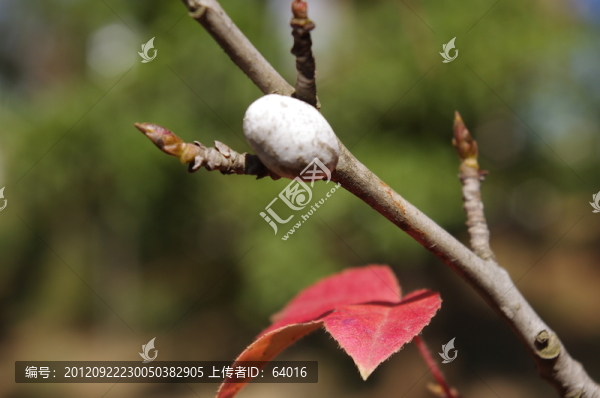 樹(shù)枝