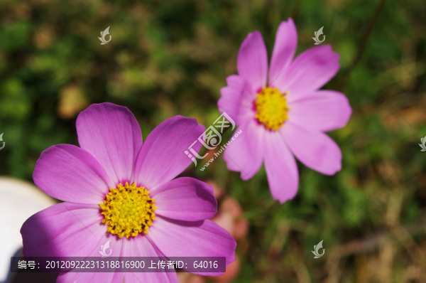 波斯菊