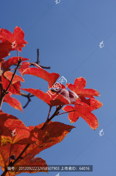紅葉