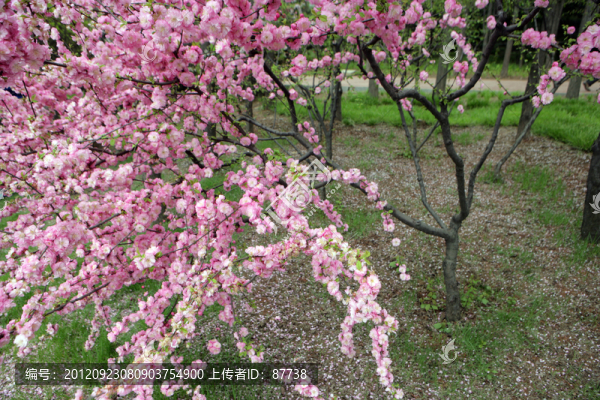 梅花