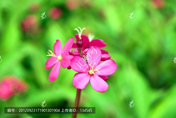 紅花