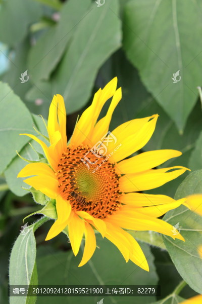向日葵與蜜蜂