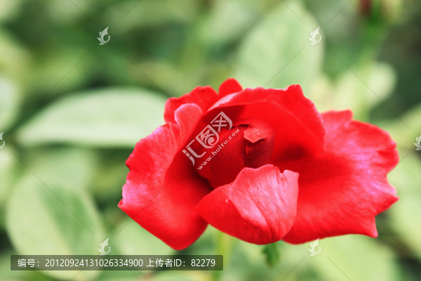 紅玫瑰