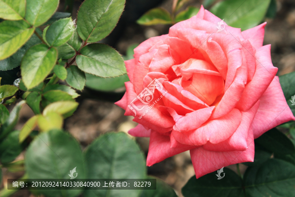 粉紅玫瑰
