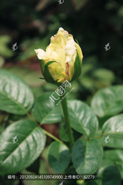 黃玫瑰花苞