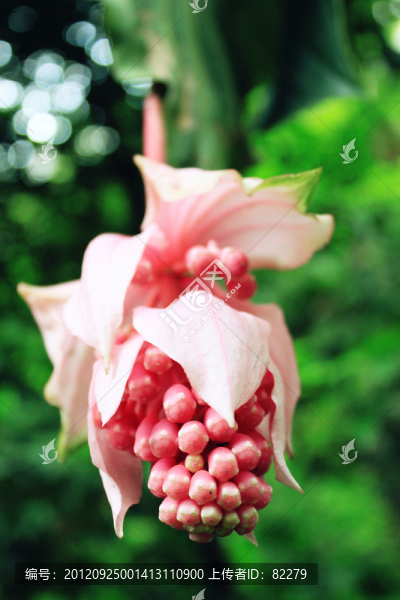 寶蓮花