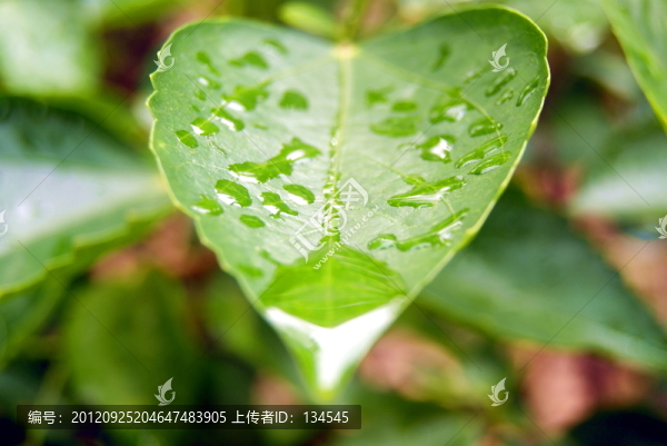 綠葉上的水珠