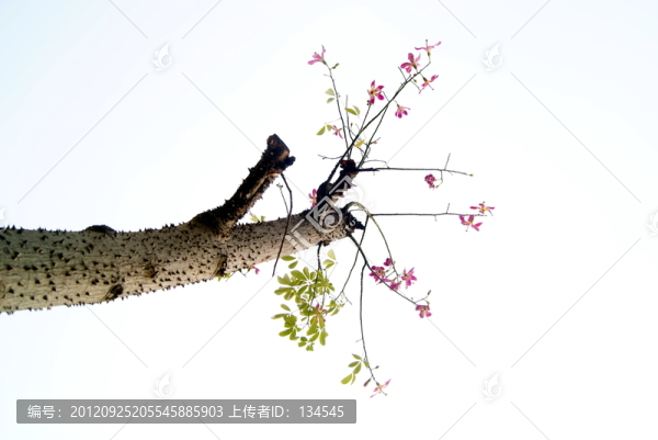花樹