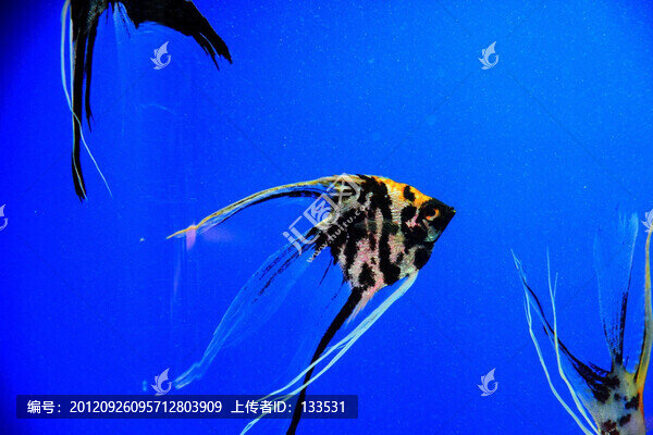 燕魚(yú)