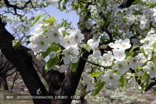 梨花