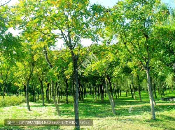 森林公園,綠地