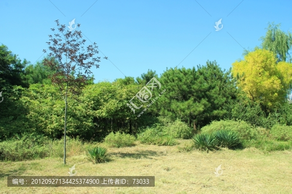 森林公園,秋景