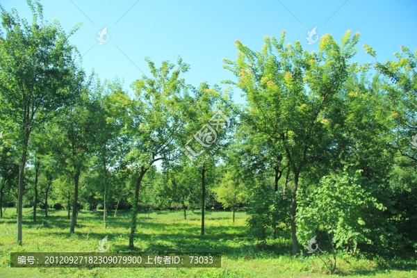 森林公園的樹