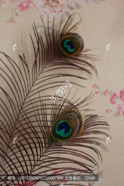 鳳凰羽毛