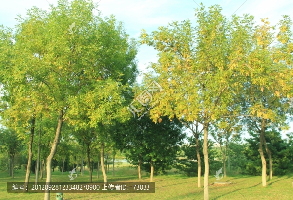 森林公園,,,秋天的樹(shù)