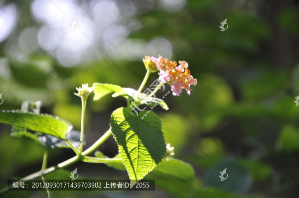 五色梅,馬櫻丹