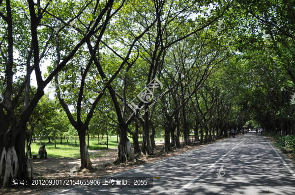 林蔭大道