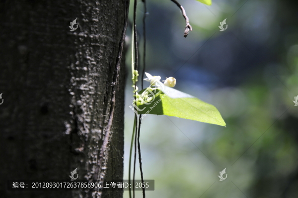 樹(shù)與藤