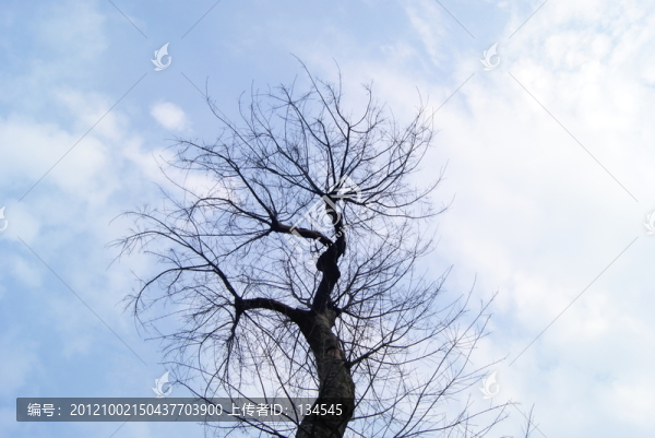 樹枝和天空