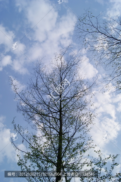 樹枝和天空