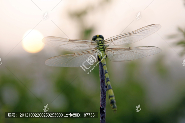 蜻蜓