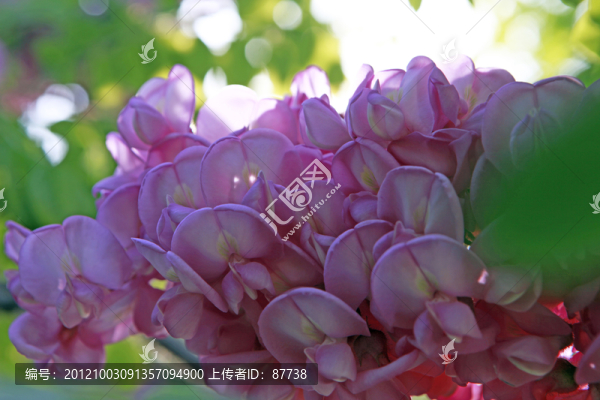 紫穗槐