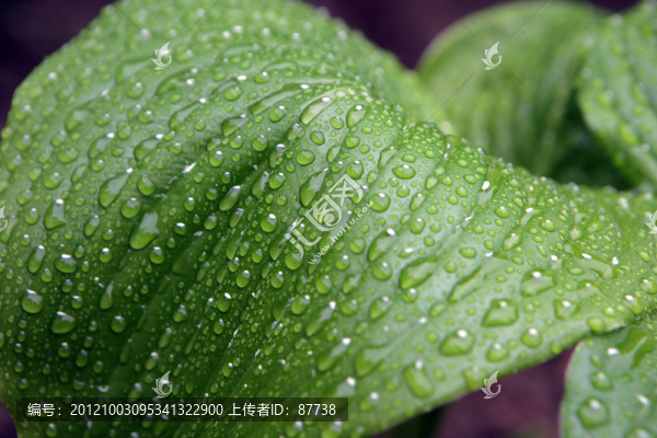 葉子