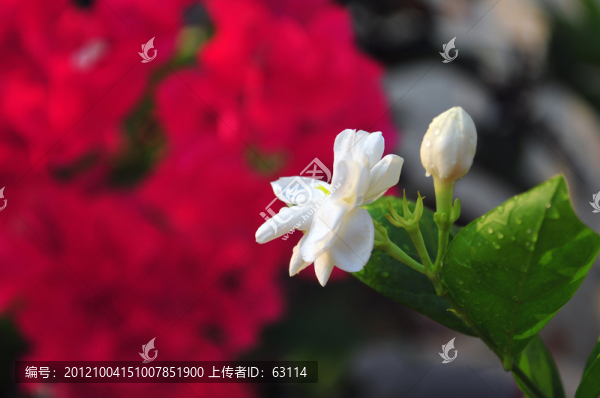 花卉,茉莉