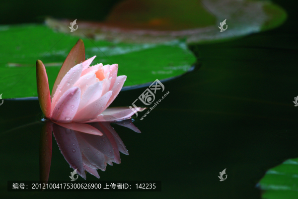 睡蓮