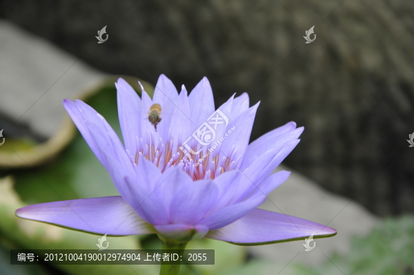 睡蓮,蓮花