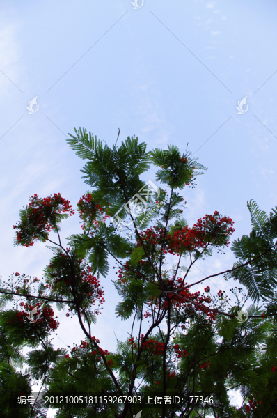 天空下的樹枝與紅花
