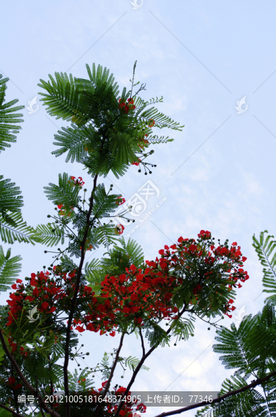 天空下的樹枝與紅花