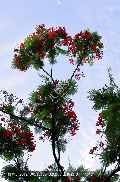 天空下的樹枝與紅花