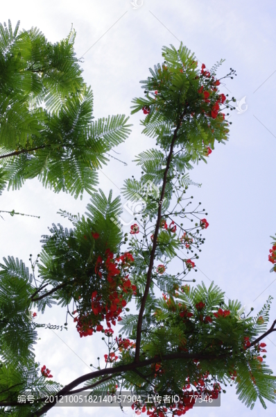 天空下的樹枝與紅花