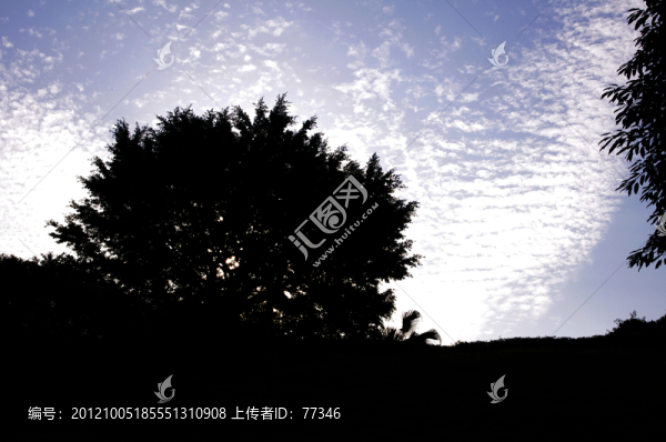 藍(lán)天下的大樹(shù)剪影