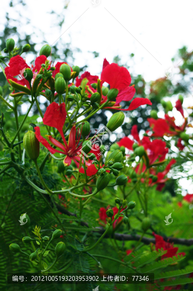 紅花綠葉