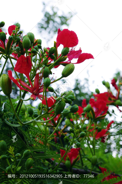 紅花