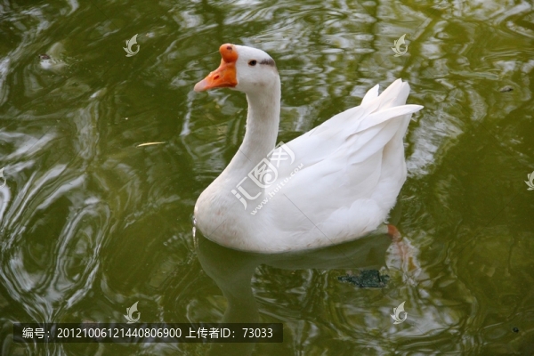 一只大白鵝