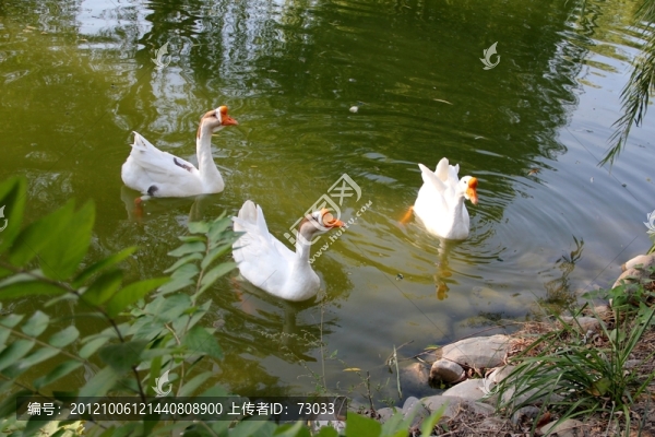 三只大白鵝