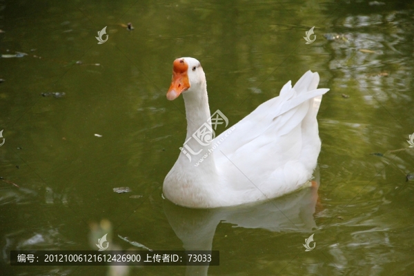 大白鵝